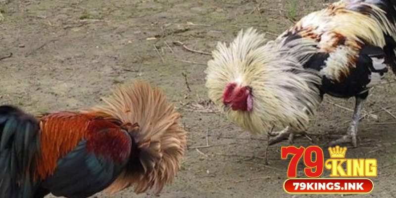 Lý do đá gà 79King được yêu thích